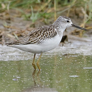 Marsh Sandpiper